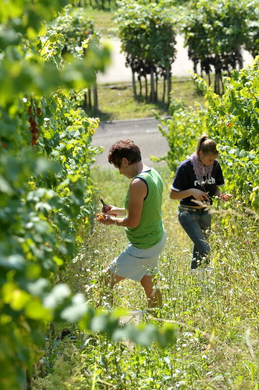 Weinlese im Selbstversuch