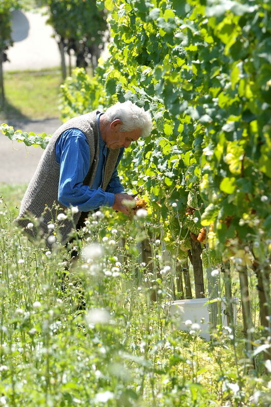 Weinlese im Selbstversuch