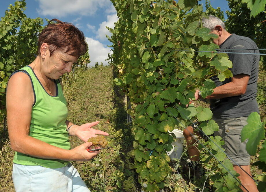 Weinlese im Selbstversuch