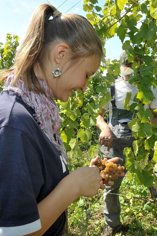 Weinlese im Selbstversuch