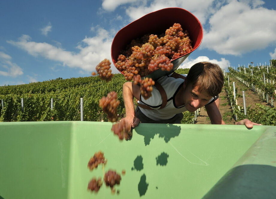 Weinlese im Selbstversuch