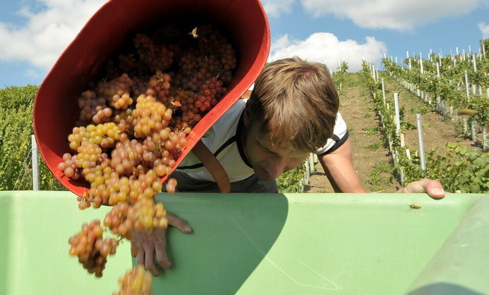 Weinlese im Selbstversuch