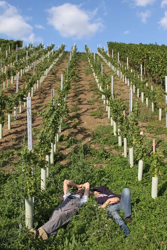 Weinlese Neuhausen im Selbstversuch