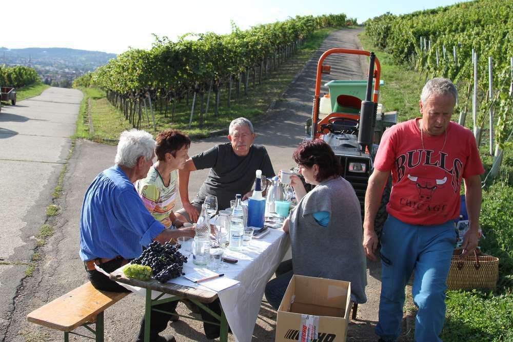 Weinlese Neuhausen im Selbstversuch