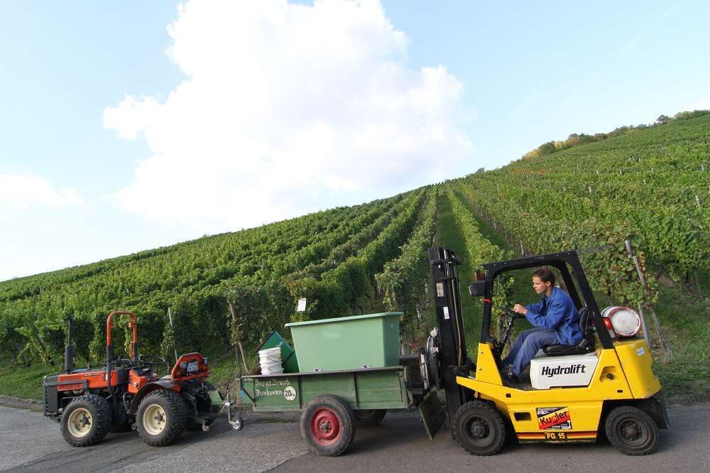 Weinlese Neuhausen im Selbstversuch