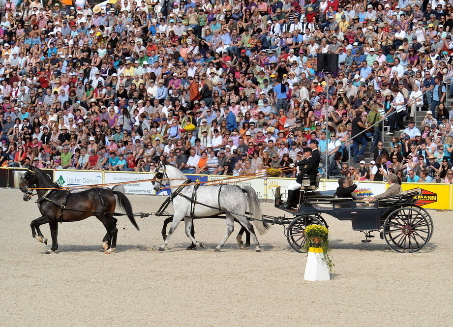 Hengstparade Marbach September 2011