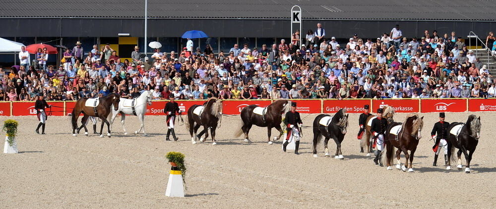 Hengstparade Marbach September 2011