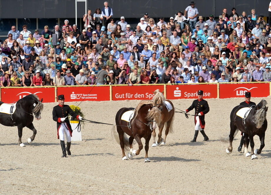 Hengstparade Marbach September 2011