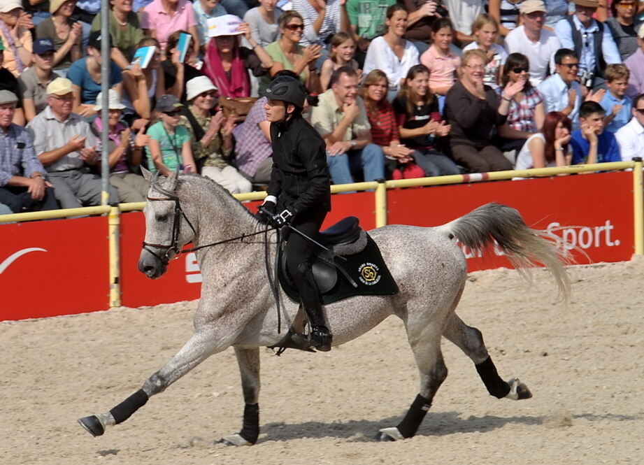 Hengstparade Marbach September 2011