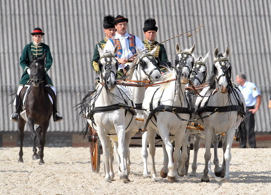 Hengstparade Marbach September 2011