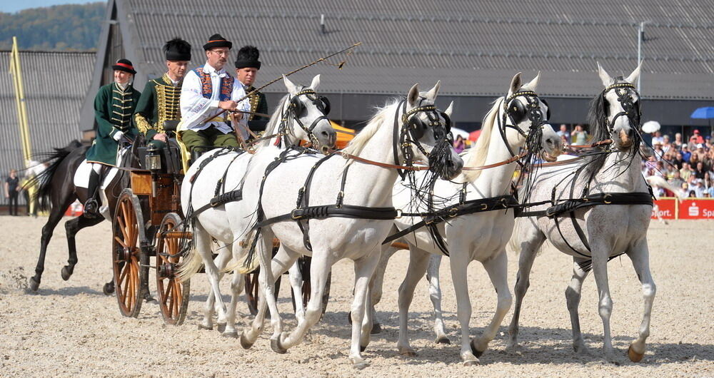 Hengstparade Marbach September 2011