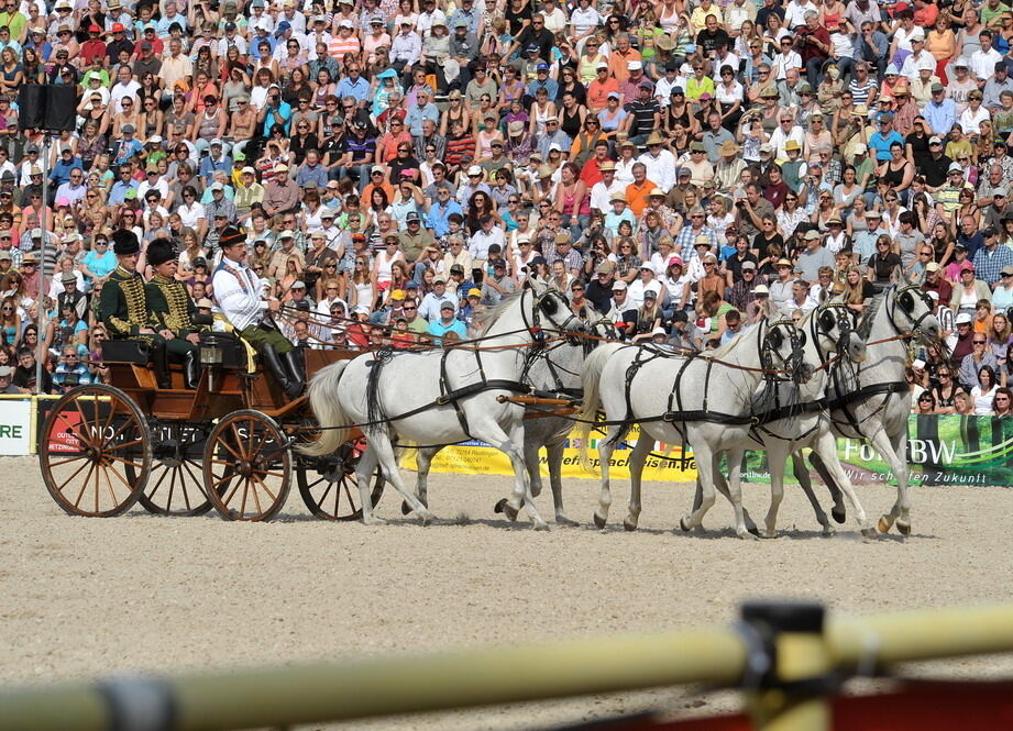 Hengstparade Marbach September 2011