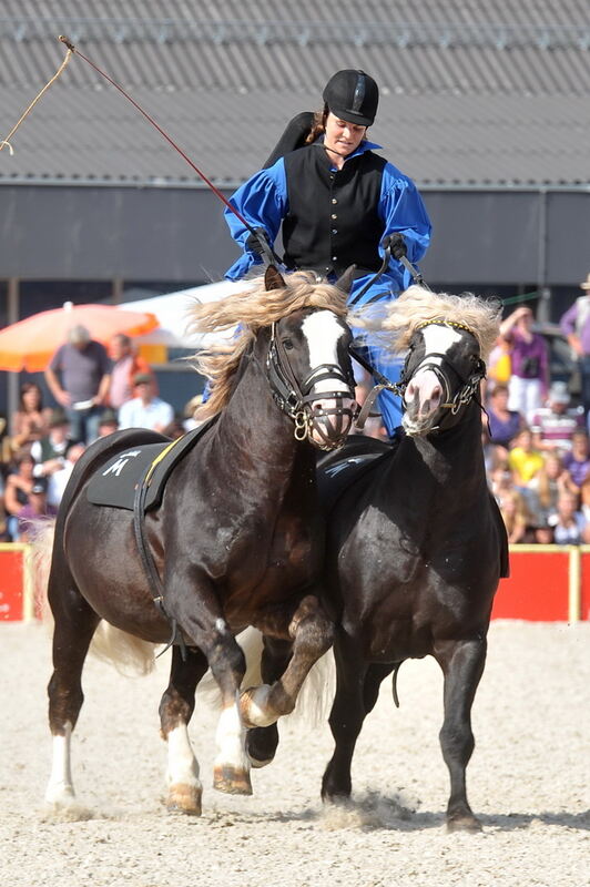 Hengstparade Marbach September 2011