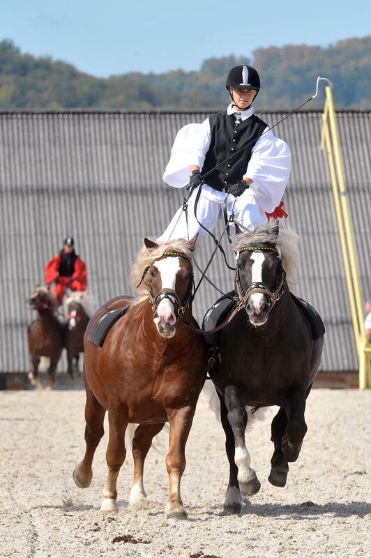 Hengstparade Marbach September 2011