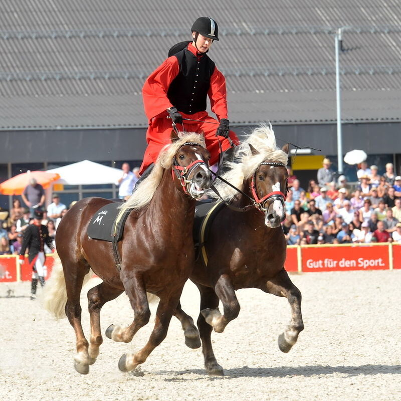 Hengstparade Marbach September 2011