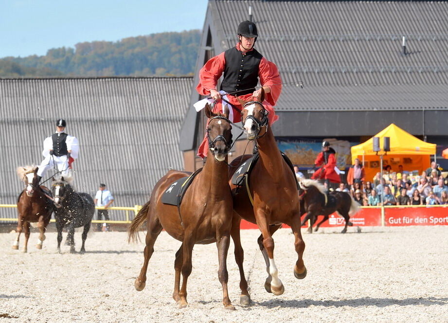 Hengstparade Marbach September 2011