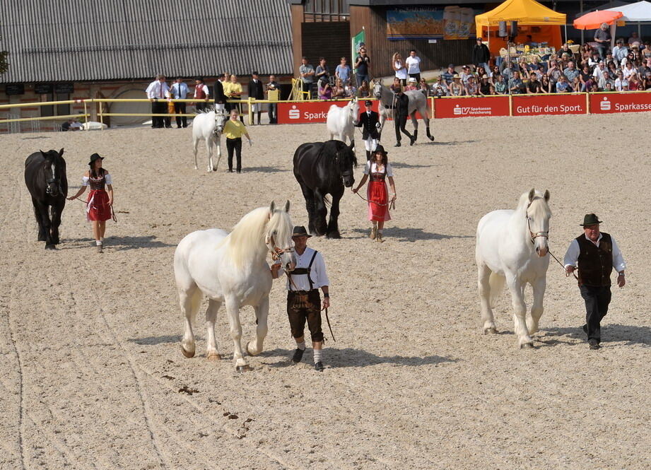 Hengstparade Marbach September 2011