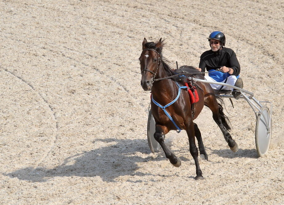 Hengstparade Marbach September 2011