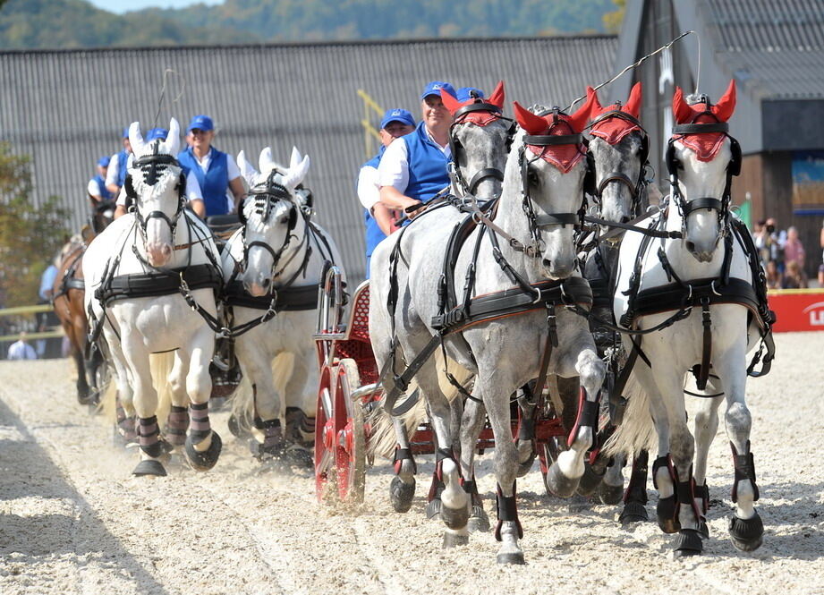 Hengstparade Marbach September 2011