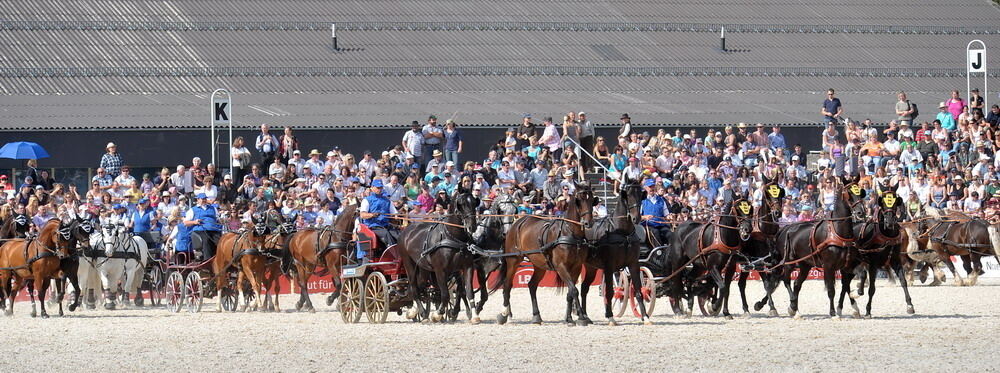 Hengstparade Marbach September 2011