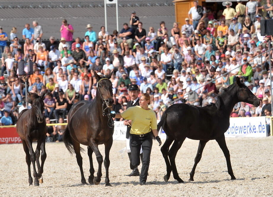 Hengstparade Marbach September 2011