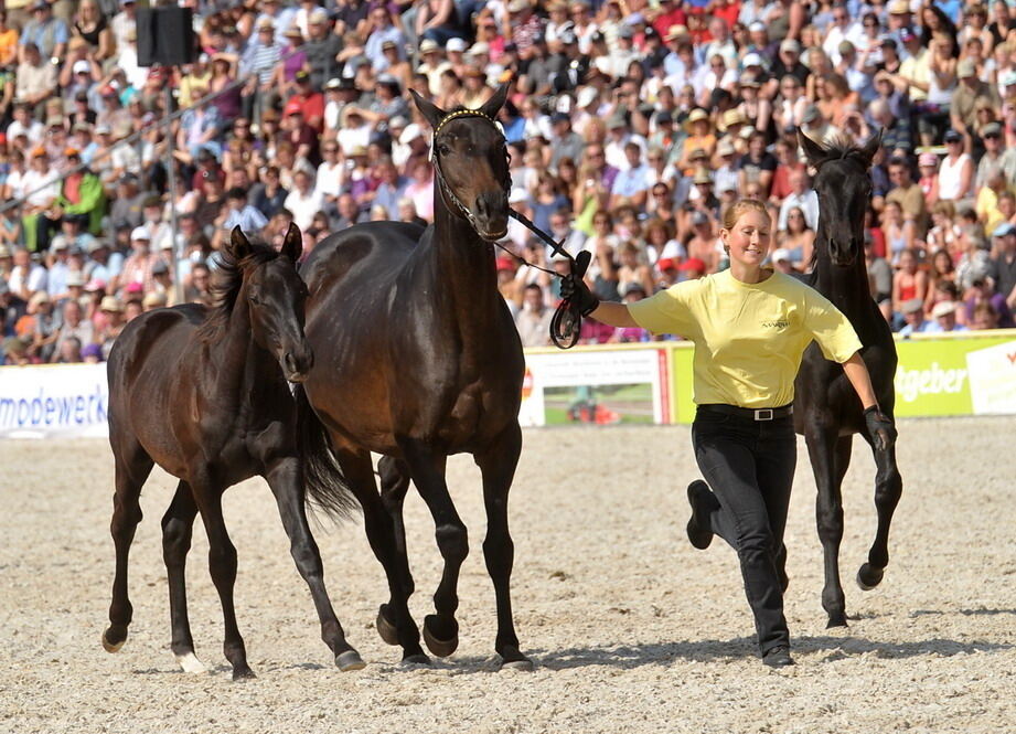 Hengstparade Marbach September 2011