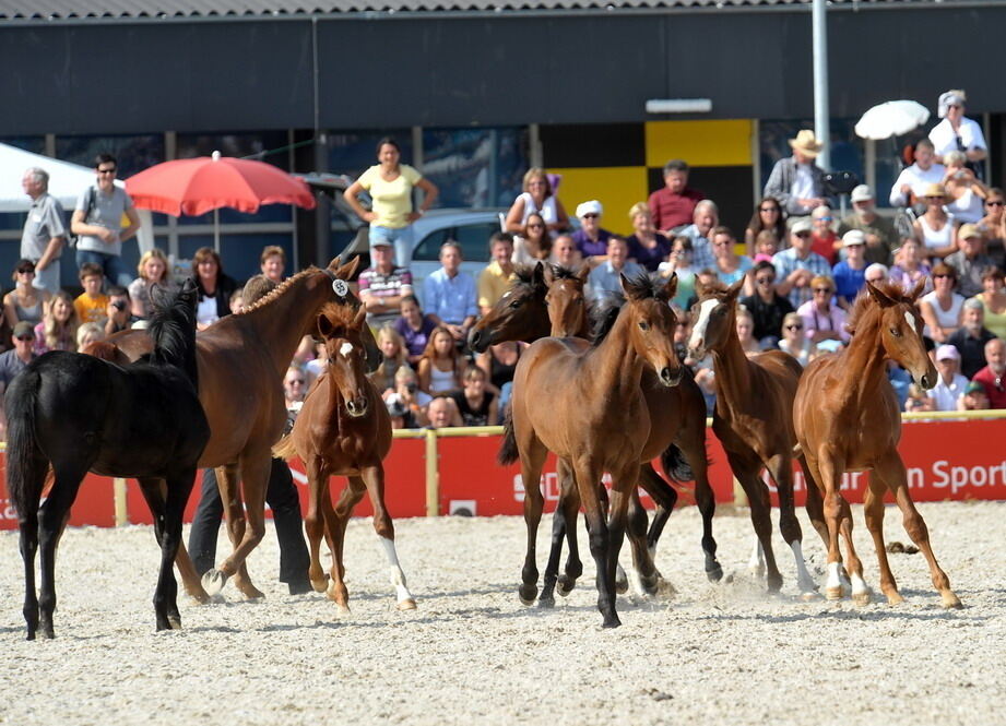 Hengstparade Marbach September 2011