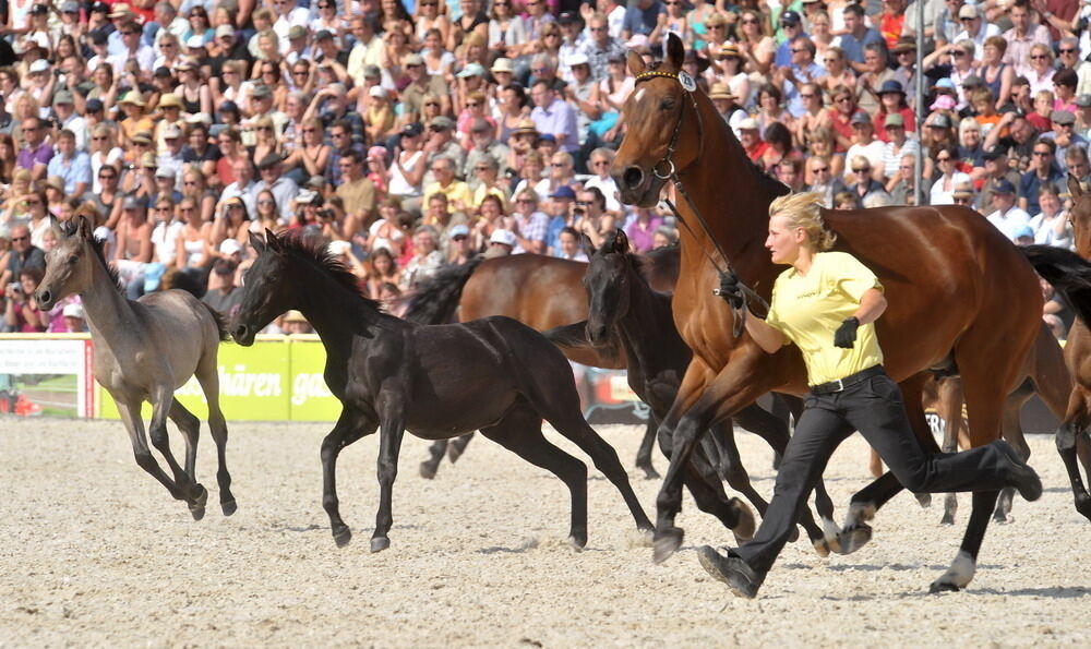 Hengstparade Marbach September 2011