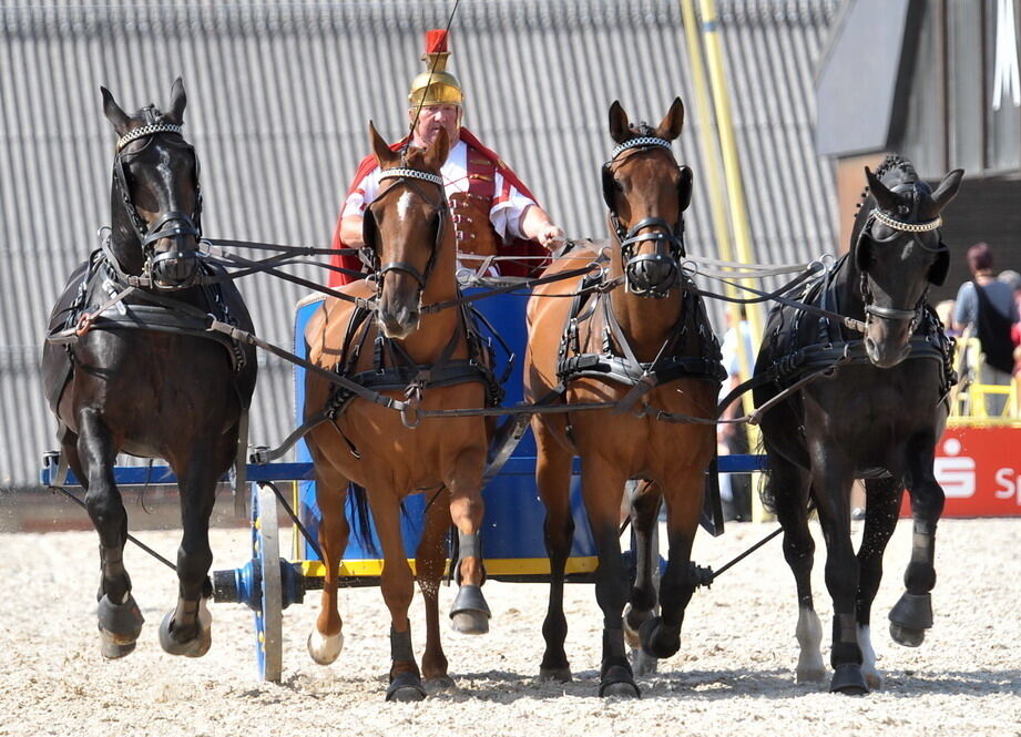 Hengstparade Marbach September 2011