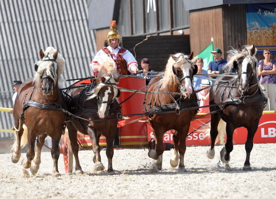 Hengstparade Marbach September 2011