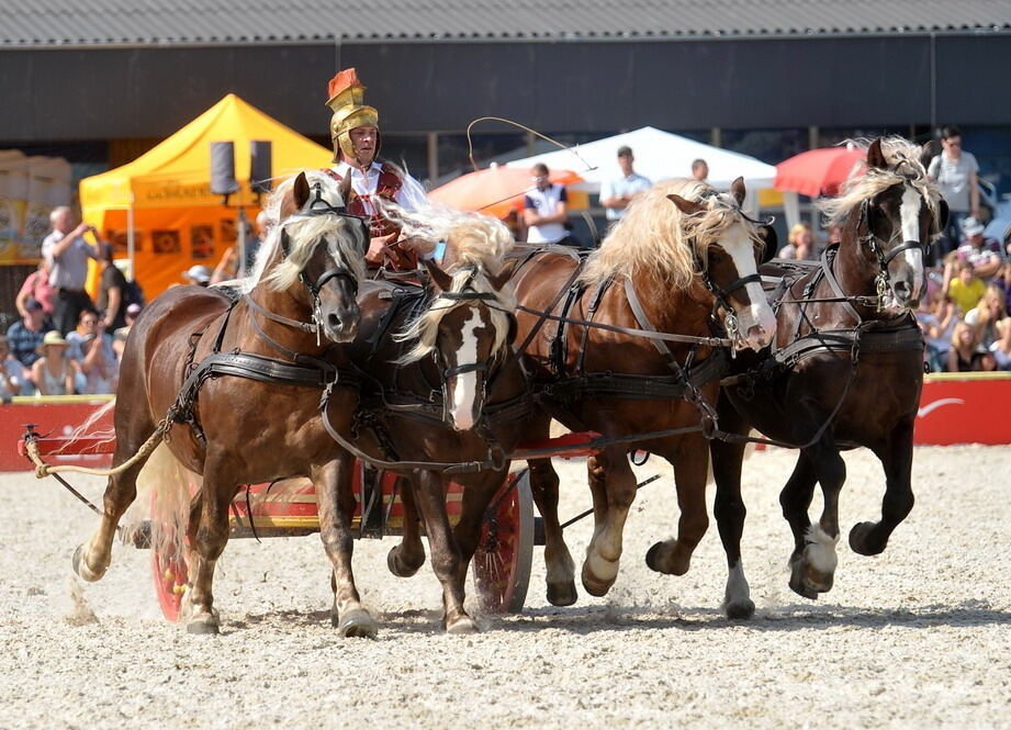 Hengstparade Marbach September 2011