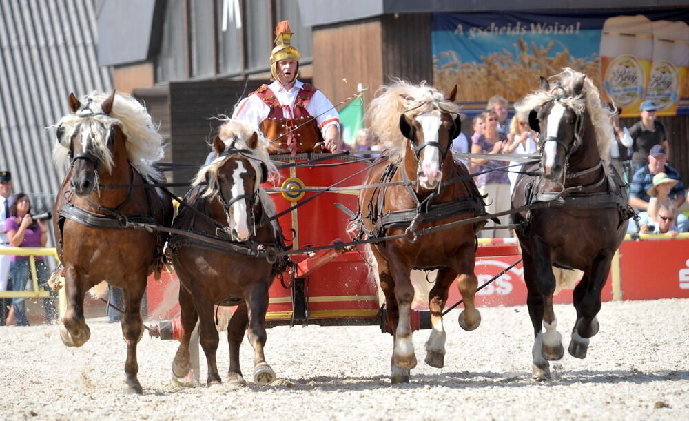 Hengstparade Marbach September 2011