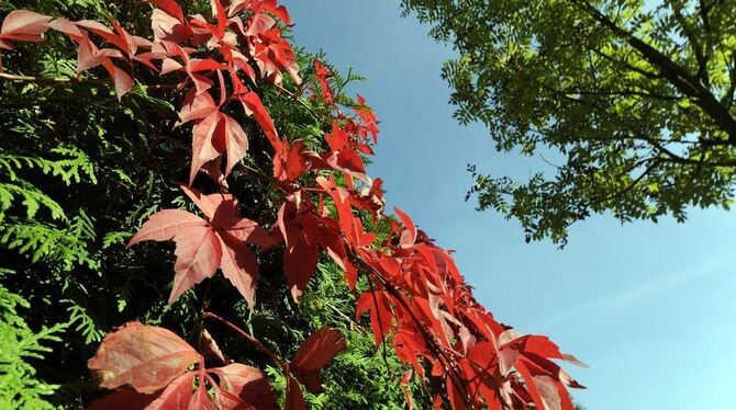 Herbstservice in Reutlingen kostenlose Laubcontainer