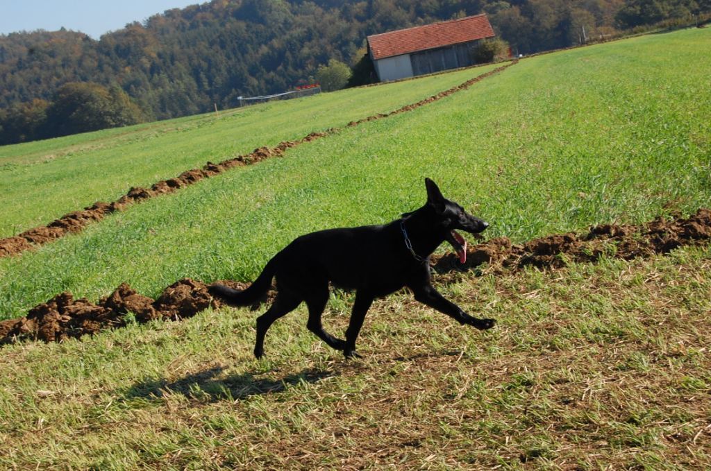 Bundesleistungshüten in Mägerkingen 2011