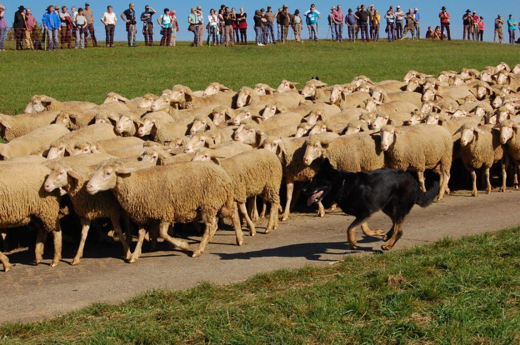 Bundesleistungshüten in Mägerkingen 2011