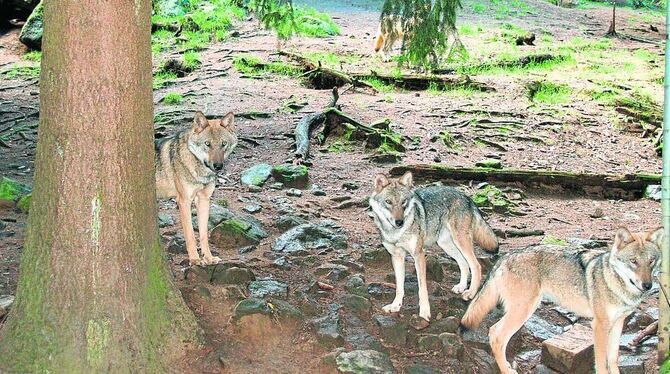 Hungrige Wölfe fixieren im Tierpark Lohberg den Pfleger, der das Fleisch bringt.  FOTO: GOLDACK