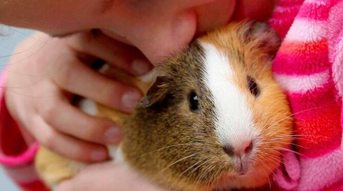 Meerschweinchen sind die Lieblinge vieler Kinder.