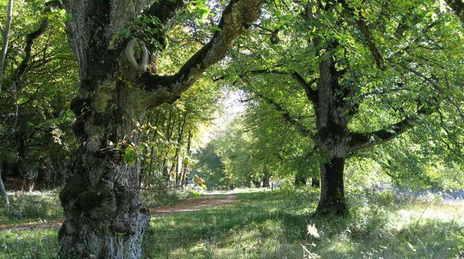 Linden auf der »Weide« - da stimmt es beim Thema Biospährengebiet.  GEA-FOTO: BARAL