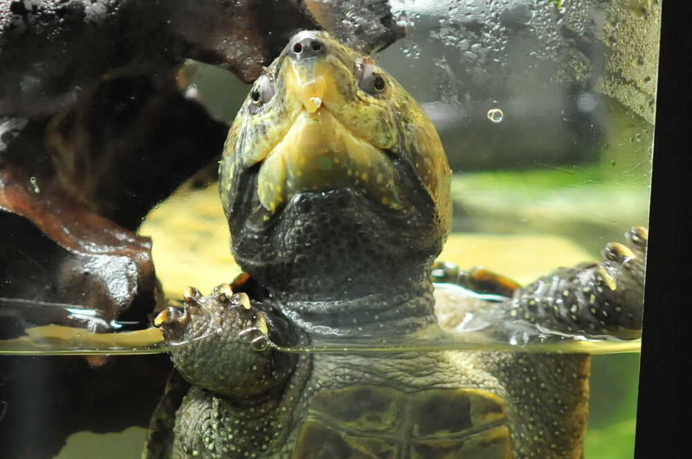 25 Jahre Aquarien- und Terrarienfreunde Mössingen