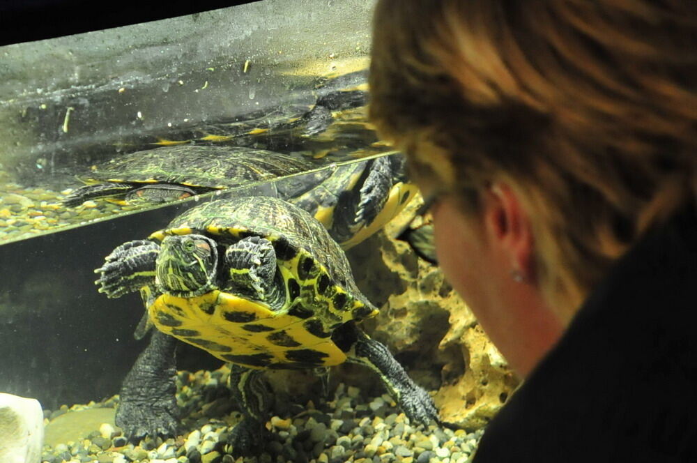 25 Jahre Aquarien- und Terrarienfreunde Mössingen