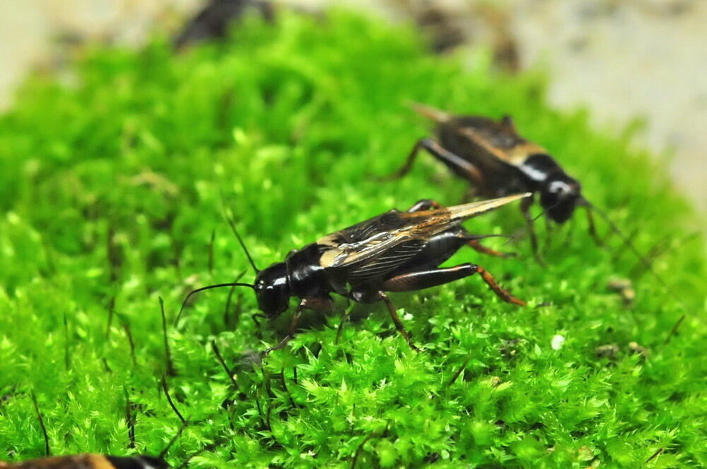 25 Jahre Aquarien- und Terrarienfreunde Mössingen