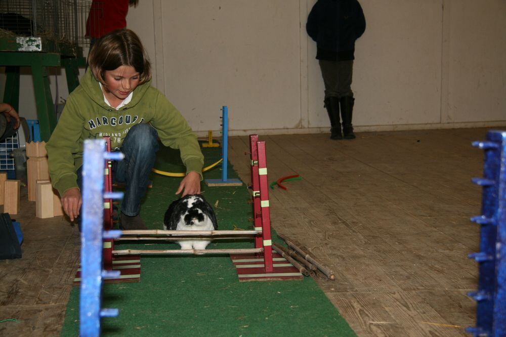 Kaninhop Springende Kaninchen in Engstingen