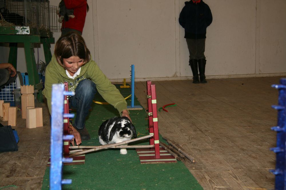 Kaninhop Springende Kaninchen in Engstingen