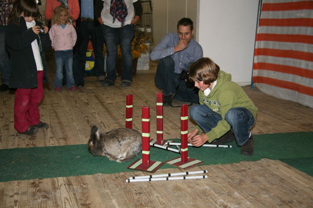 Kaninhop Springende Kaninchen in Engstingen