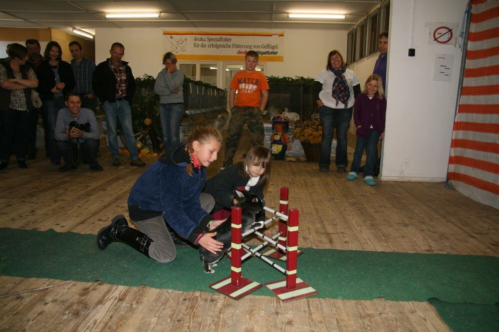 Kaninhop Springende Kaninchen in Engstingen