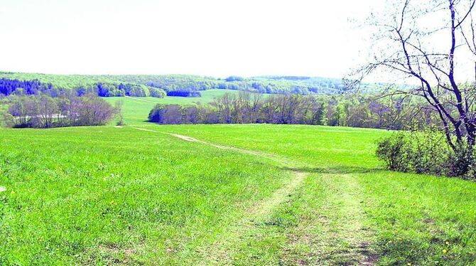 Wo jetzt noch Wiese ist, könnte bald ein Speicherbecken sein: Blick vom Gielsberg in Richtung Parkplatz Ruoffseck. FOTO: REGIONA