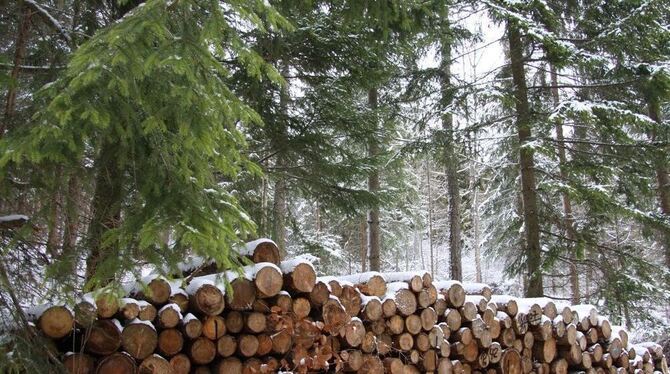 Holz ist besonders mit Blick auf die Gewinnung von Wärme und Energie ein begehrter Rohstoff.