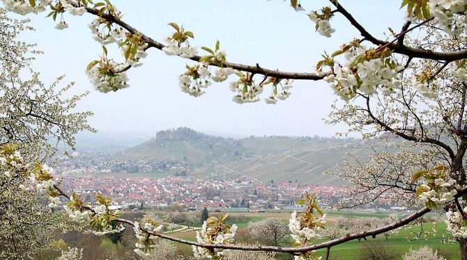 Idyll Metzingen? Vieles läuft rund in der Stadt zwischen Streuobstwiesen und Weinberg. Wünsche gibt es trotzdem.