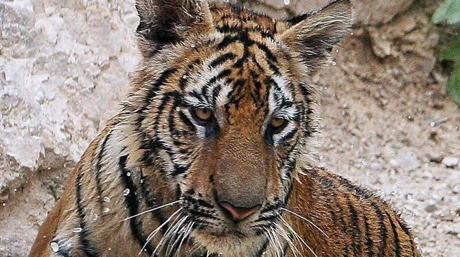 Tiger sind bei Wilderern sehr begehrt. Foto: Olivier Matthys/Archiv