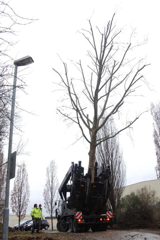 Baumverpflanzung Metzingen Januar 2012